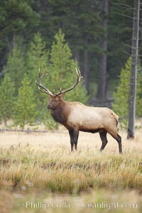 Elk, Cervus canadensis, Madison River, Yellowstone National Park, Wyoming