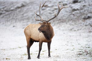 Elk, Cervus canadensis, Madison River, Yellowstone National Park, Wyoming