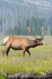 Bull elk, antlers bearing velvet, Gibbon Meadow. Elk are the most abundant large mammal found in Yellowstone National Park. More than 30,000 elk from 8 different herds summer in Yellowstone and approximately 15,000 to 22,000 winter in the park. Bulls grow antlers annually from the time they are nearly one year old. When mature, a bulls rack may have 6 to 8 points or tines on each side and weigh more than 30 pounds. The antlers are shed in March or April and begin regrowing in May, when the bony growth is nourished by blood vessels and covered by furry-looking velvet, Cervus canadensis, Gibbon Meadows