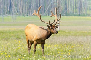 Bull elk, antlers bearing velvet, Gibbon Meadow. Elk are the most abundant large mammal found in Yellowstone National Park. More than 30,000 elk from 8 different herds summer in Yellowstone and approximately 15,000 to 22,000 winter in the park. Bulls grow antlers annually from the time they are nearly one year old. When mature, a bulls rack may have 6 to 8 points or tines on each side and weigh more than 30 pounds. The antlers are shed in March or April and begin regrowing in May, when the bony growth is nourished by blood vessels and covered by furry-looking velvet, Cervus canadensis, Gibbon Meadows