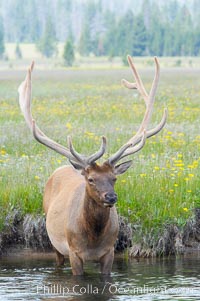 Bull elk, antlers bearing velvet, Gibbon Meadow. Elk are the most abundant large mammal found in Yellowstone National Park. More than 30,000 elk from 8 different herds summer in Yellowstone and approximately 15,000 to 22,000 winter in the park. Bulls grow antlers annually from the time they are nearly one year old. When mature, a bulls rack may have 6 to 8 points or tines on each side and weigh more than 30 pounds. The antlers are shed in March or April and begin regrowing in May, when the bony growth is nourished by blood vessels and covered by furry-looking velvet, Cervus canadensis, Gibbon Meadows