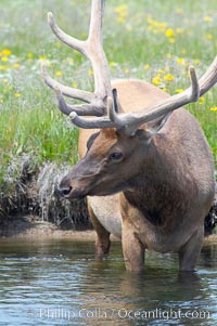 Elk in the Gibbon River, Cervus canadensis, Gibbon Meadows, Yellowstone National Park, Wyoming