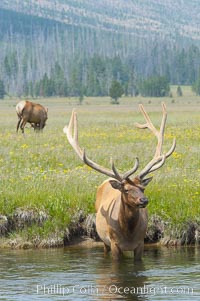 Elk in the Gibbon River, Cervus canadensis, Gibbon Meadows, Yellowstone National Park, Wyoming