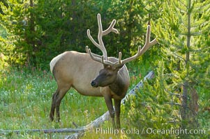 Elk are often found in shady wooded areas during the midday heat, summer. Yellowstone National Park, Wyoming, USA, Cervus canadensis, natural history stock photograph, photo id 13239