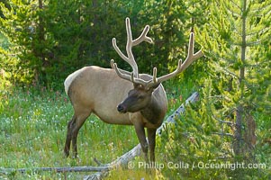 Elk are often found in shady wooded areas during the midday heat, summer, Cervus canadensis, Yellowstone National Park, Wyoming