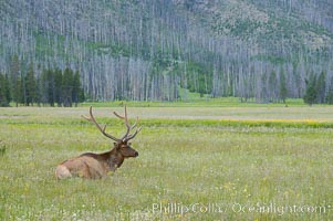 Elk rest in tall grass during the midday heat, Gibbon Meadow, Cervus canadensis, Gibbon Meadows, Yellowstone National Park, Wyoming