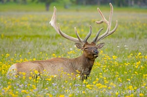 Elk rest in tall grass surrounded by wildflowers, Gibbon Meadow, Cervus canadensis, Gibbon Meadows, Yellowstone National Park, Wyoming