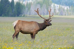 Bull elk, antlers bearing velvet, Gibbon Meadow. Elk are the most abundant large mammal found in Yellowstone National Park. More than 30,000 elk from 8 different herds summer in Yellowstone and approximately 15,000 to 22,000 winter in the park. Bulls grow antlers annually from the time they are nearly one year old. When mature, a bulls rack may have 6 to 8 points or tines on each side and weigh more than 30 pounds. The antlers are shed in March or April and begin regrowing in May, when the bony growth is nourished by blood vessels and covered by furry-looking velvet, Cervus canadensis, Gibbon Meadows