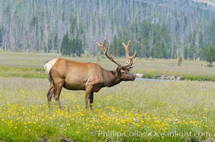 Bull elk, antlers bearing velvet, Gibbon Meadow. Elk are the most abundant large mammal found in Yellowstone National Park. More than 30,000 elk from 8 different herds summer in Yellowstone and approximately 15,000 to 22,000 winter in the park. Bulls grow antlers annually from the time they are nearly one year old. When mature, a bulls rack may have 6 to 8 points or tines on each side and weigh more than 30 pounds. The antlers are shed in March or April and begin regrowing in May, when the bony growth is nourished by blood vessels and covered by furry-looking velvet, Cervus canadensis, Gibbon Meadows