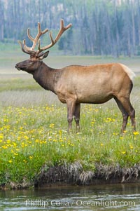 Bull elk, antlers bearing velvet, Gibbon Meadow. Elk are the most abundant large mammal found in Yellowstone National Park. More than 30,000 elk from 8 different herds summer in Yellowstone and approximately 15,000 to 22,000 winter in the park. Bulls grow antlers annually from the time they are nearly one year old. When mature, a bulls rack may have 6 to 8 points or tines on each side and weigh more than 30 pounds. The antlers are shed in March or April and begin regrowing in May, when the bony growth is nourished by blood vessels and covered by furry-looking velvet, Cervus canadensis, Gibbon Meadows