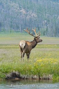 Bull elk, antlers bearing velvet, Gibbon Meadow. Elk are the most abundant large mammal found in Yellowstone National Park. More than 30,000 elk from 8 different herds summer in Yellowstone and approximately 15,000 to 22,000 winter in the park. Bulls grow antlers annually from the time they are nearly one year old. When mature, a bulls rack may have 6 to 8 points or tines on each side and weigh more than 30 pounds. The antlers are shed in March or April and begin regrowing in May, when the bony growth is nourished by blood vessels and covered by furry-looking velvet, Cervus canadensis, Gibbon Meadows