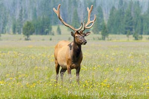 Bull elk, antlers bearing velvet, Gibbon Meadow. Elk are the most abundant large mammal found in Yellowstone National Park. More than 30,000 elk from 8 different herds summer in Yellowstone and approximately 15,000 to 22,000 winter in the park. Bulls grow antlers annually from the time they are nearly one year old. When mature, a bulls rack may have 6 to 8 points or tines on each side and weigh more than 30 pounds. The antlers are shed in March or April and begin regrowing in May, when the bony growth is nourished by blood vessels and covered by furry-looking velvet, Cervus canadensis, Gibbon Meadows