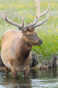 Elk in the Gibbon River, Cervus canadensis, Gibbon Meadows, Yellowstone National Park, Wyoming