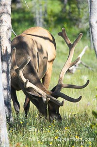 Elk grazes on wildflowers amid trees, Cervus canadensis, Yellowstone National Park, Wyoming