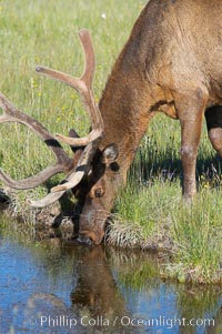 Elk in the Gibbon River, Cervus canadensis, Gibbon Meadows, Yellowstone National Park, Wyoming
