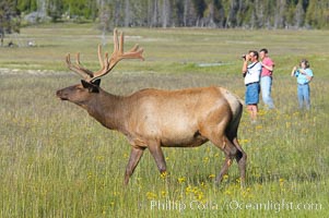 Tourists get a good look at wild elk who have become habituated to human presence in Yellowstone National Park, Cervus canadensis