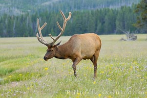 Bull elk, antlers bearing velvet, Gibbon Meadow. Elk are the most abundant large mammal found in Yellowstone National Park. More than 30,000 elk from 8 different herds summer in Yellowstone and approximately 15,000 to 22,000 winter in the park. Bulls grow antlers annually from the time they are nearly one year old. When mature, a bulls rack may have 6 to 8 points or tines on each side and weigh more than 30 pounds. The antlers are shed in March or April and begin regrowing in May, when the bony growth is nourished by blood vessels and covered by furry-looking velvet, Cervus canadensis, Gibbon Meadows