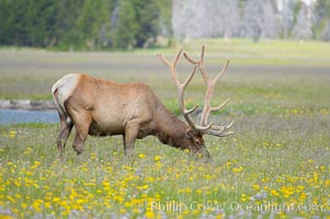 Elk grazing among wildflowers in Gibbon Meadow, Cervus canadensis, Gibbon Meadows, Yellowstone National Park, Wyoming
