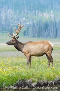 Bull elk, antlers bearing velvet, Gibbon Meadow. Elk are the most abundant large mammal found in Yellowstone National Park. More than 30,000 elk from 8 different herds summer in Yellowstone and approximately 15,000 to 22,000 winter in the park. Bulls grow antlers annually from the time they are nearly one year old. When mature, a bulls rack may have 6 to 8 points or tines on each side and weigh more than 30 pounds. The antlers are shed in March or April and begin regrowing in May, when the bony growth is nourished by blood vessels and covered by furry-looking velvet, Cervus canadensis, Gibbon Meadows