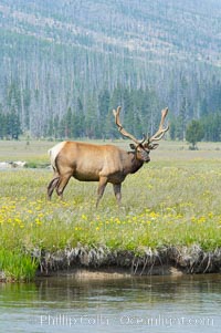 Bull elk, antlers bearing velvet, Gibbon Meadow. Elk are the most abundant large mammal found in Yellowstone National Park. More than 30,000 elk from 8 different herds summer in Yellowstone and approximately 15,000 to 22,000 winter in the park. Bulls grow antlers annually from the time they are nearly one year old. When mature, a bulls rack may have 6 to 8 points or tines on each side and weigh more than 30 pounds. The antlers are shed in March or April and begin regrowing in May, when the bony growth is nourished by blood vessels and covered by furry-looking velvet, Cervus canadensis, Gibbon Meadows