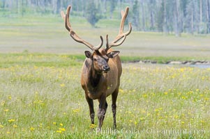 Bull elk, antlers bearing velvet, Gibbon Meadow. Elk are the most abundant large mammal found in Yellowstone National Park. More than 30,000 elk from 8 different herds summer in Yellowstone and approximately 15,000 to 22,000 winter in the park. Bulls grow antlers annually from the time they are nearly one year old. When mature, a bulls rack may have 6 to 8 points or tines on each side and weigh more than 30 pounds. The antlers are shed in March or April and begin regrowing in May, when the bony growth is nourished by blood vessels and covered by furry-looking velvet, Cervus canadensis, Gibbon Meadows