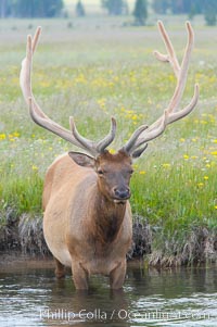 Elk in the Gibbon River, Cervus canadensis, Gibbon Meadows, Yellowstone National Park, Wyoming