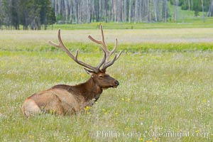 Elk rest in tall grass during the midday heat, Gibbon Meadow, Cervus canadensis, Gibbon Meadows, Yellowstone National Park, Wyoming