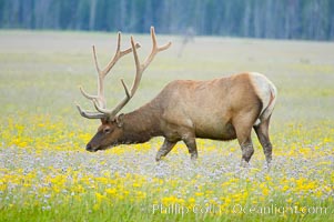 Elk grazing among wildflowers in Gibbon Meadow, Cervus canadensis, Gibbon Meadows, Yellowstone National Park, Wyoming