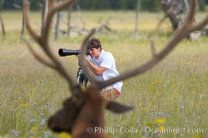 Tourists get a good look at wild elk who have become habituated to human presence in Yellowstone National Park, Cervus canadensis