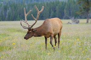 Bull elk, antlers bearing velvet, Gibbon Meadow. Elk are the most abundant large mammal found in Yellowstone National Park. More than 30,000 elk from 8 different herds summer in Yellowstone and approximately 15,000 to 22,000 winter in the park. Bulls grow antlers annually from the time they are nearly one year old. When mature, a bulls rack may have 6 to 8 points or tines on each side and weigh more than 30 pounds. The antlers are shed in March or April and begin regrowing in May, when the bony growth is nourished by blood vessels and covered by furry-looking velvet, Cervus canadensis, Gibbon Meadows