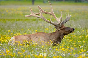 Elk rest in tall grass surrounded by wildflowers, Gibbon Meadow, Cervus canadensis, Gibbon Meadows, Yellowstone National Park, Wyoming