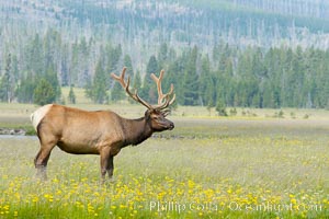 Bull elk, antlers bearing velvet, Gibbon Meadow. Elk are the most abundant large mammal found in Yellowstone National Park. More than 30,000 elk from 8 different herds summer in Yellowstone and approximately 15,000 to 22,000 winter in the park. Bulls grow antlers annually from the time they are nearly one year old. When mature, a bulls rack may have 6 to 8 points or tines on each side and weigh more than 30 pounds. The antlers are shed in March or April and begin regrowing in May, when the bony growth is nourished by blood vessels and covered by furry-looking velvet, Cervus canadensis, Gibbon Meadows