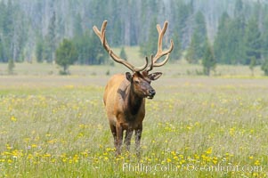 Bull elk, antlers bearing velvet, Gibbon Meadow. Elk are the most abundant large mammal found in Yellowstone National Park. More than 30,000 elk from 8 different herds summer in Yellowstone and approximately 15,000 to 22,000 winter in the park. Bulls grow antlers annually from the time they are nearly one year old. When mature, a bulls rack may have 6 to 8 points or tines on each side and weigh more than 30 pounds. The antlers are shed in March or April and begin regrowing in May, when the bony growth is nourished by blood vessels and covered by furry-looking velvet, Cervus canadensis, Gibbon Meadows