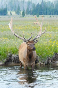 Elk in the Gibbon River, Cervus canadensis, Gibbon Meadows, Yellowstone National Park, Wyoming