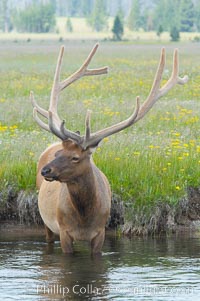 Elk in the Gibbon River, Cervus canadensis, Gibbon Meadows, Yellowstone National Park, Wyoming