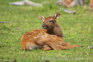 Elk, juvenile, Cervus elaphus