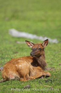 Elk, Cervus elaphus