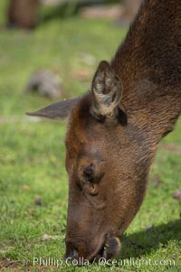 Elk, Cervus elaphus