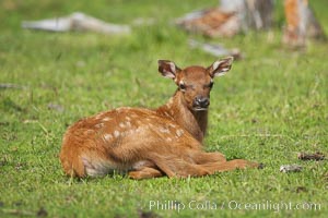 Elk, juvenile, Cervus elaphus