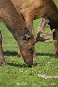 Elk, Cervus elaphus