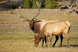 Bull elk, with large antlers, alongside female elk during rutting season, autumn.  A bull will defend his harem of 20 cows or more from competing bulls and predators. Only mature bulls have large harems and breeding success peaks at about eight years of age. Bulls between two to four years and over 11 years of age rarely have harems, and spend most of the rut on the periphery of larger harems. Young and old bulls that do acquire a harem hold it later in the breeding season than do bulls in their prime. A bull with a harem rarely feeds and he may lose up to 20 percent of his body weight while he is guarding the harem, Cervus canadensis, Yellowstone National Park, Wyoming