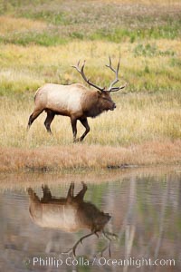 Male elk bugling during the fall rut. Large male elk are known as bulls. Male elk have large antlers which are shed each year. Male elk engage in competitive mating behaviors during the rut, including posturing, antler wrestling and bugling, a loud series of screams which is intended to establish dominance over other males and attract females, Cervus canadensis, Madison River, Yellowstone National Park, Wyoming