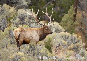 Bull elk in sage brush with large rack of antlers during the fall rut (mating season).  This bull elk has sparred with other bulls to establish his harem of females with which he hopes to mate, Cervus canadensis, Mammoth Hot Springs, Yellowstone National Park, Wyoming