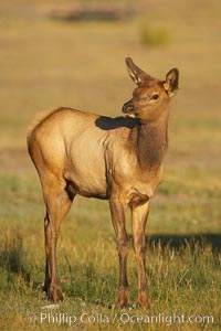 Juvenile elk in golden, late afternoon light, in meadow along Madison River, autumn, Cervus canadensis, Yellowstone National Park, Wyoming