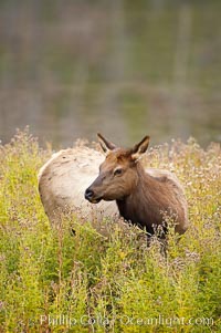 Elk, female, grazing among tall grasses, Cervus canadensis, Yellowstone National Park, Wyoming