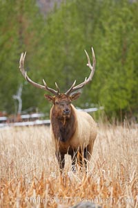 Elk, bull elk, adult male elk with large set of antlers.  By September, this bull elk's antlers have reached their full size and the velvet has fallen off. This bull elk has sparred with other bulls for access to herds of females in estrous and ready to mate, Cervus canadensis, Yellowstone National Park, Wyoming