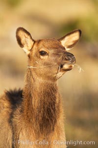 Juvenile elk in golden, late afternoon light, in meadow along Madison River, autumn, Cervus canadensis, Yellowstone National Park, Wyoming