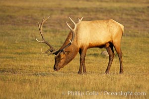 Elk, bull elk, adult male elk with large set of antlers.  By September, this bull elk's antlers have reached their full size and the velvet has fallen off. This bull elk has sparred with other bulls for access to herds of females in estrous and ready to mate, Cervus canadensis, Yellowstone National Park, Wyoming