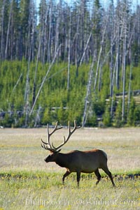 Bull elk, antlers bearing velvet, Gibbon Meadow. Elk are the most abundant large mammal found in Yellowstone National Park. More than 30,000 elk from 8 different herds summer in Yellowstone and approximately 15,000 to 22,000 winter in the park. Bulls grow antlers annually from the time they are nearly one year old. When mature, a bulls rack may have 6 to 8 points or tines on each side and weigh more than 30 pounds. The antlers are shed in March or April and begin regrowing in May, when the bony growth is nourished by blood vessels and covered by furry-looking velvet, Cervus canadensis, Gibbon Meadows