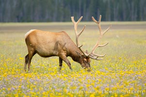 Elk grazing among wildflowers in Gibbon Meadow, Cervus canadensis, Gibbon Meadows, Yellowstone National Park, Wyoming